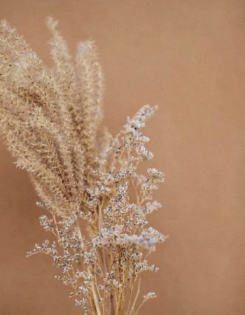 fleurs-sechees